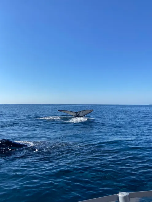 The Tale of a Whale