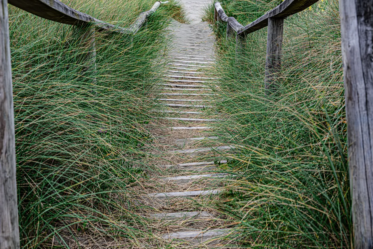 Path in New Zealand