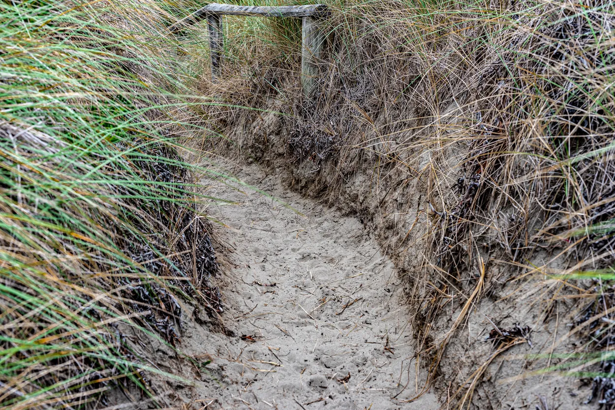 Pathway through sand dunes