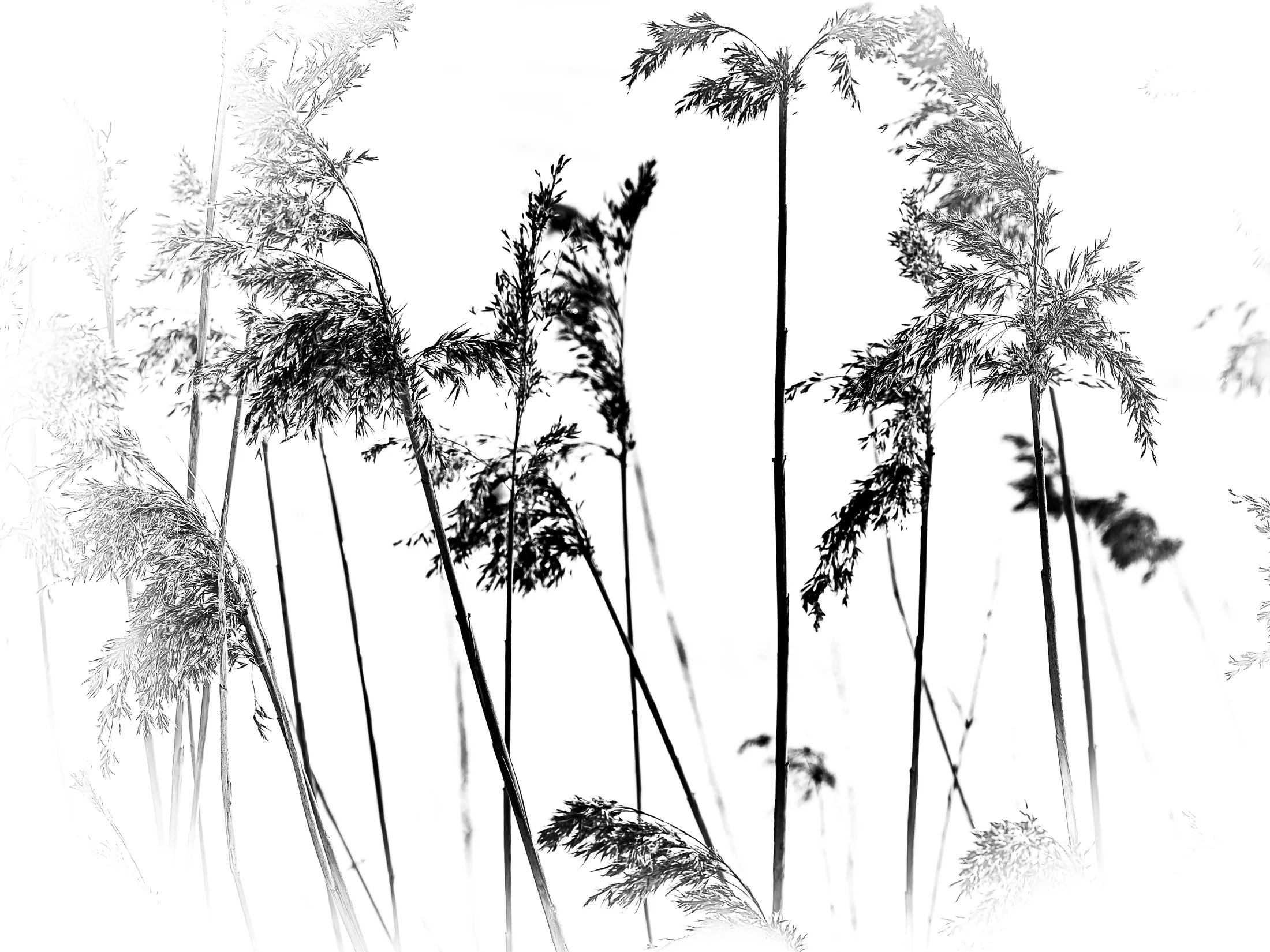 Blurred blades of grass in winter