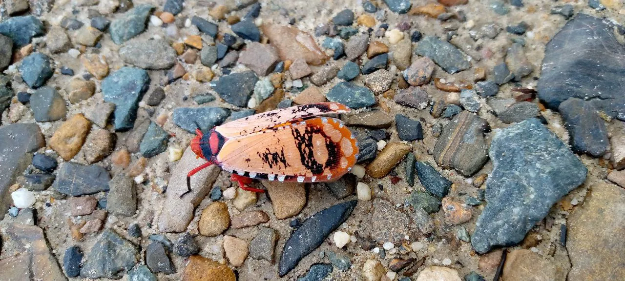 weird bug