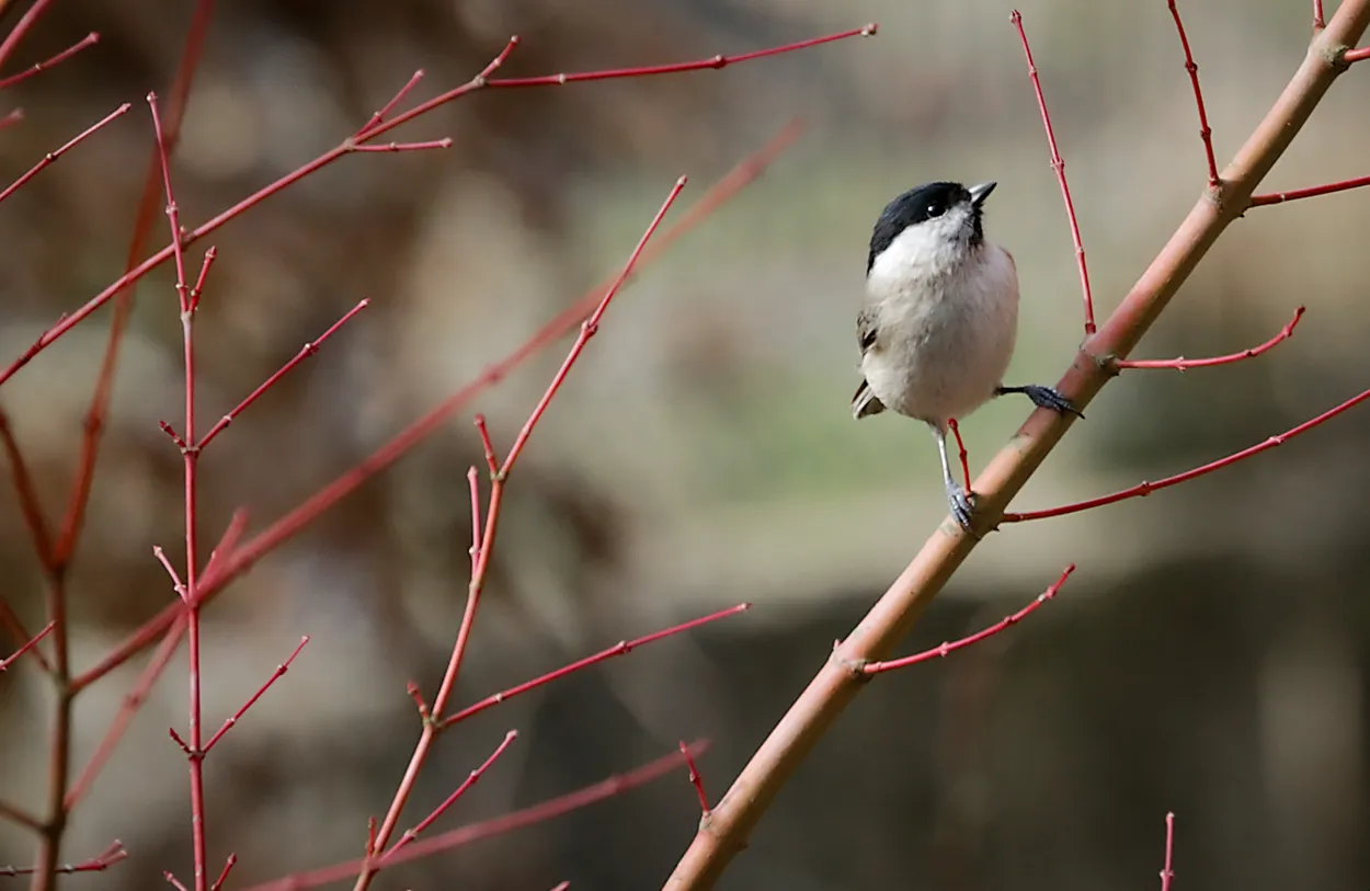 Tit on branch