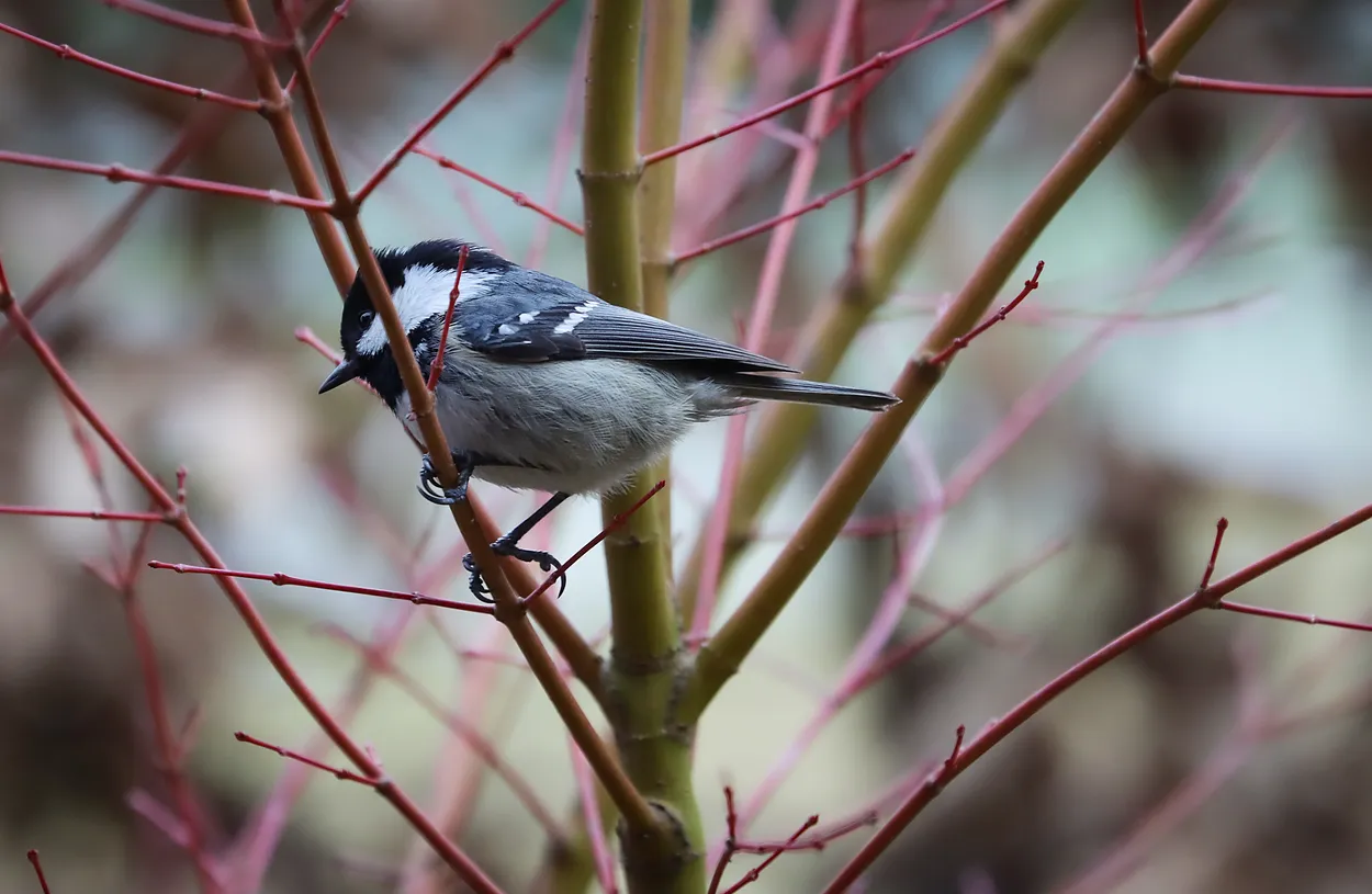 Tit bird