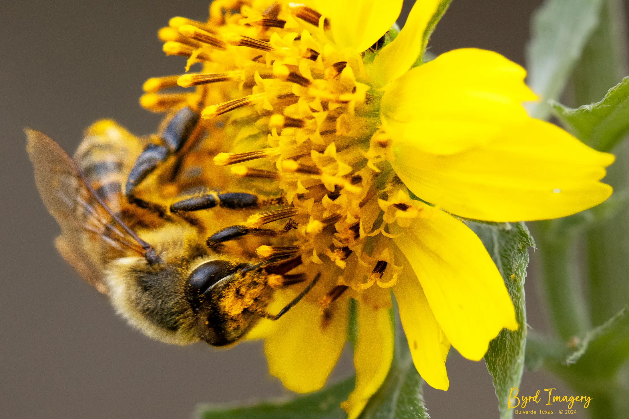 Western Honeybee feeding on a Cowpens Daisy