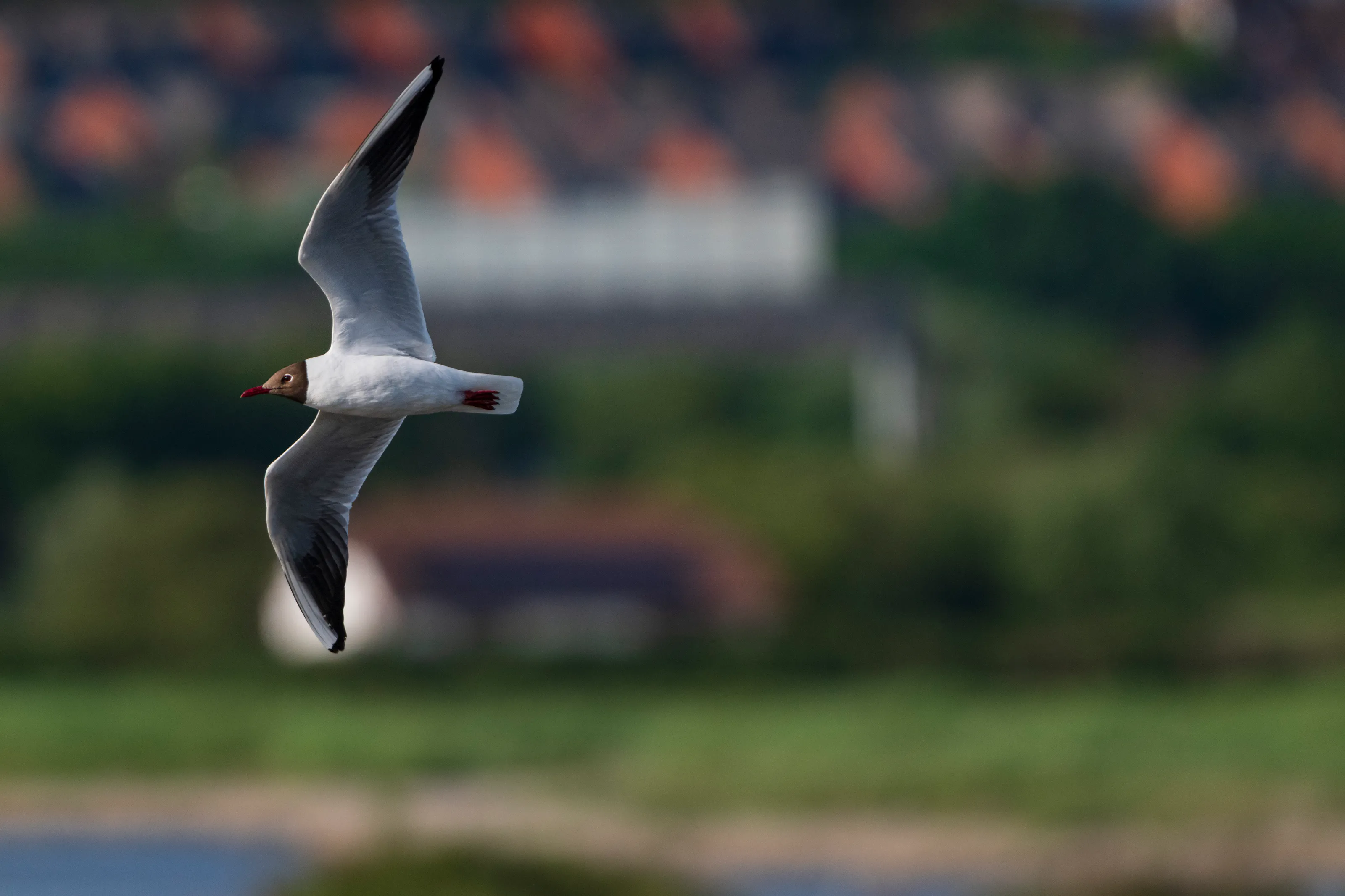 Black-headed gull swoops by