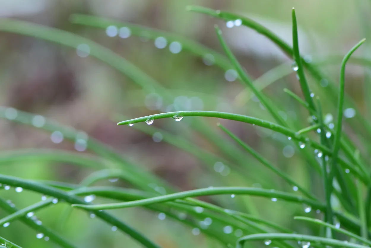Rain Drops