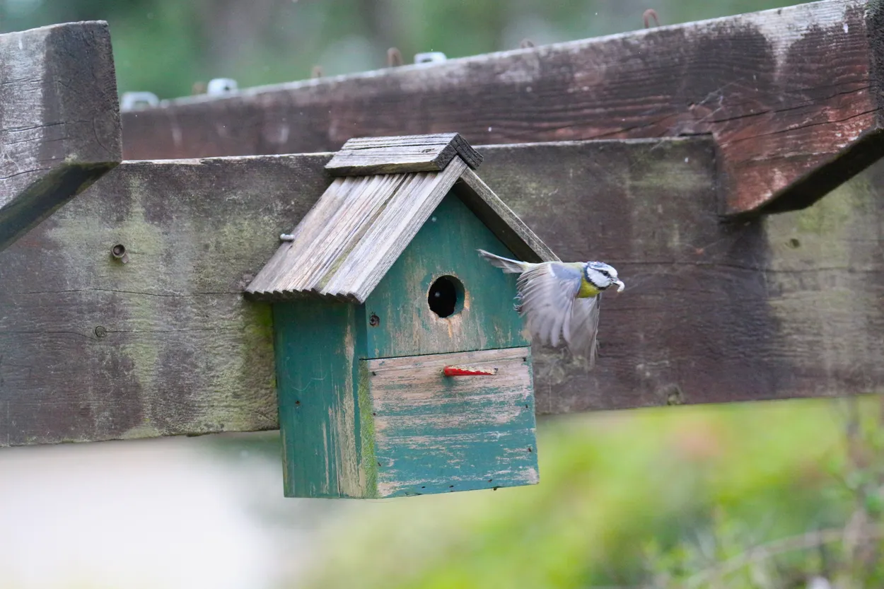 Blue Tit