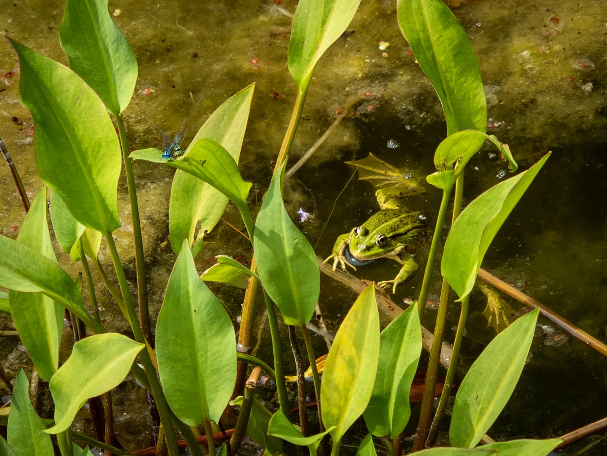Frog and Damselflies