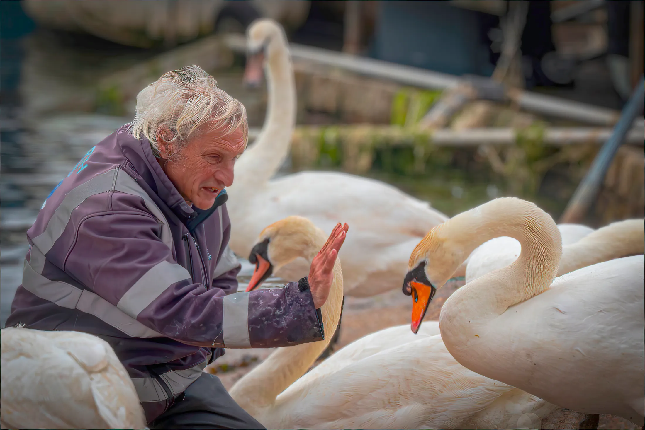 The Swan Whisperer