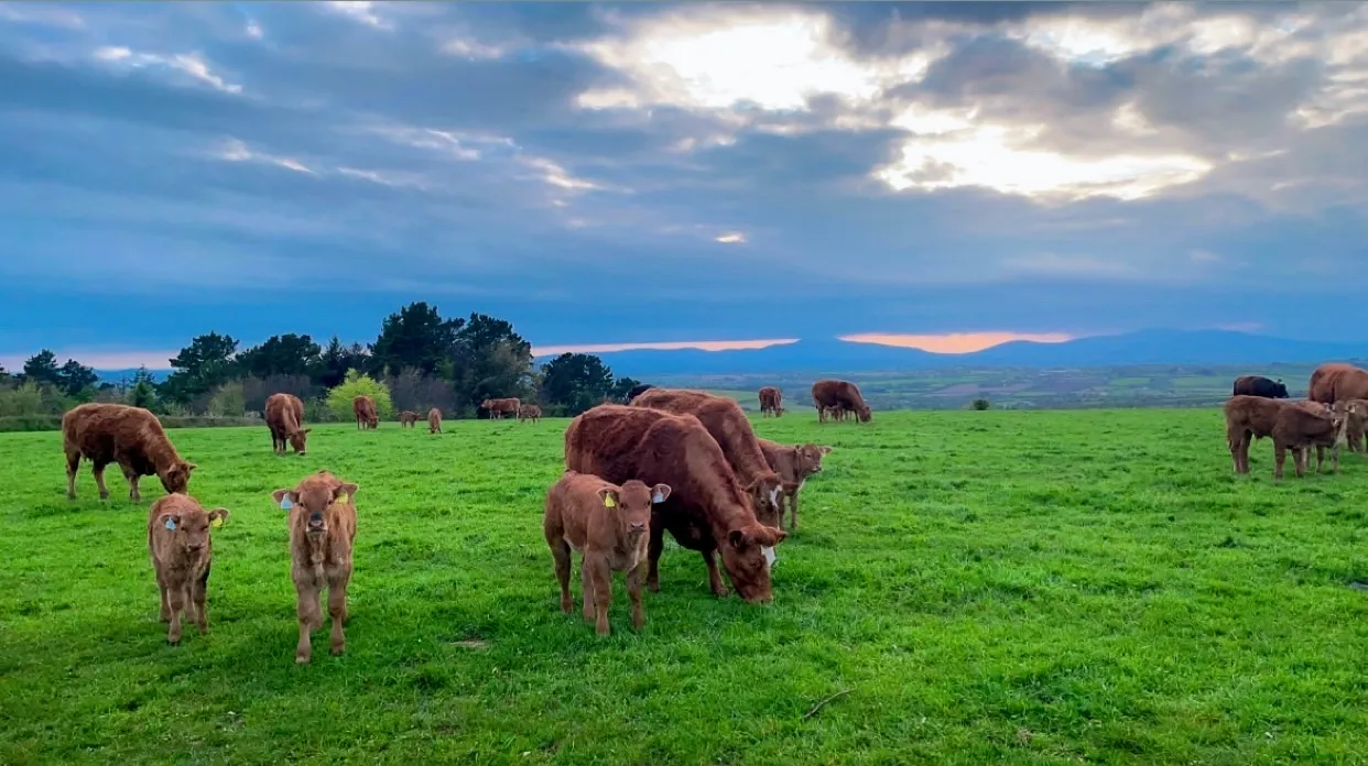 Furry faces and wide-open spaces.