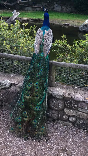 Nature’s living masterpiece.