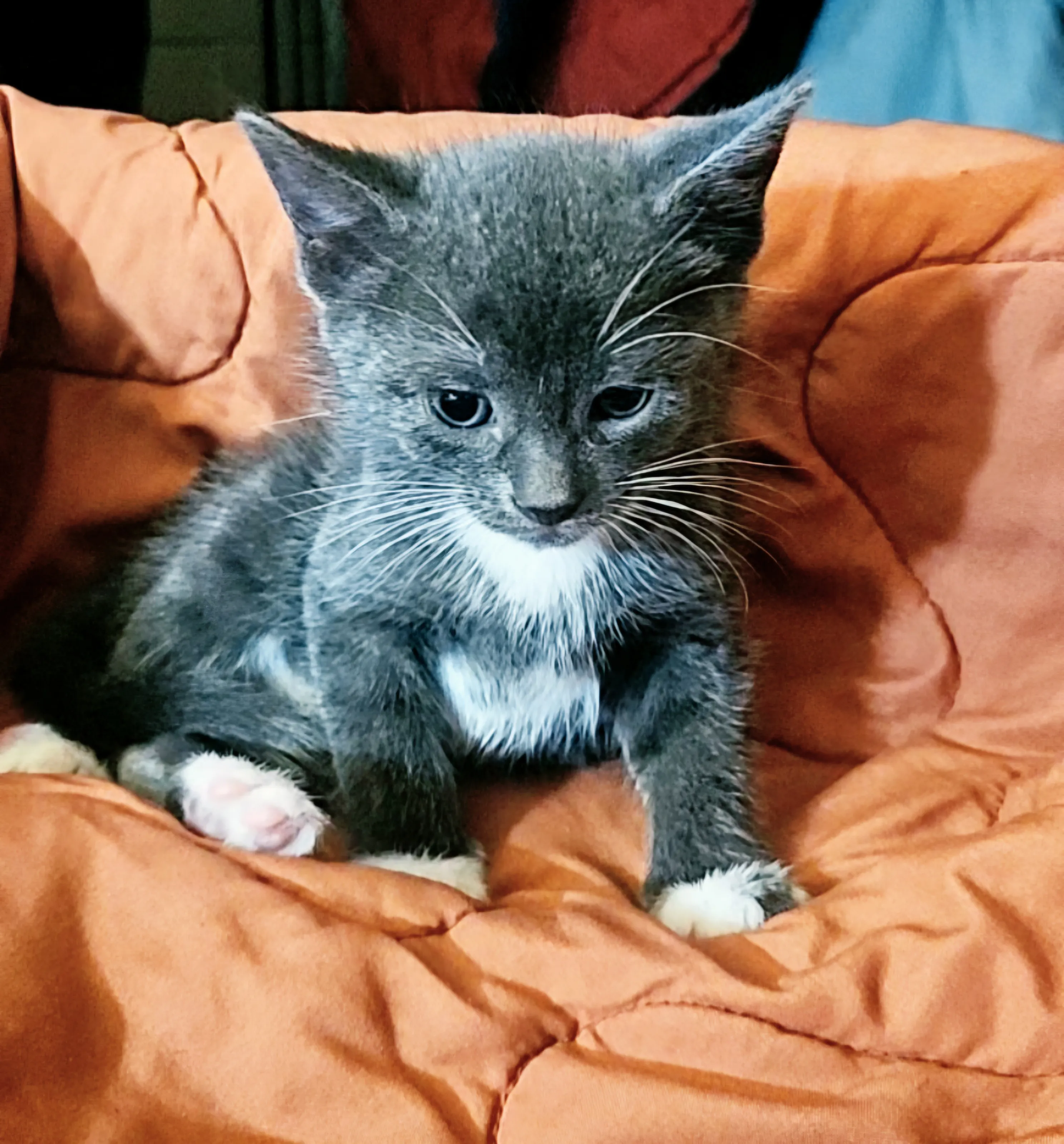 Cutest kitten