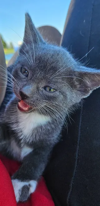 Kitten