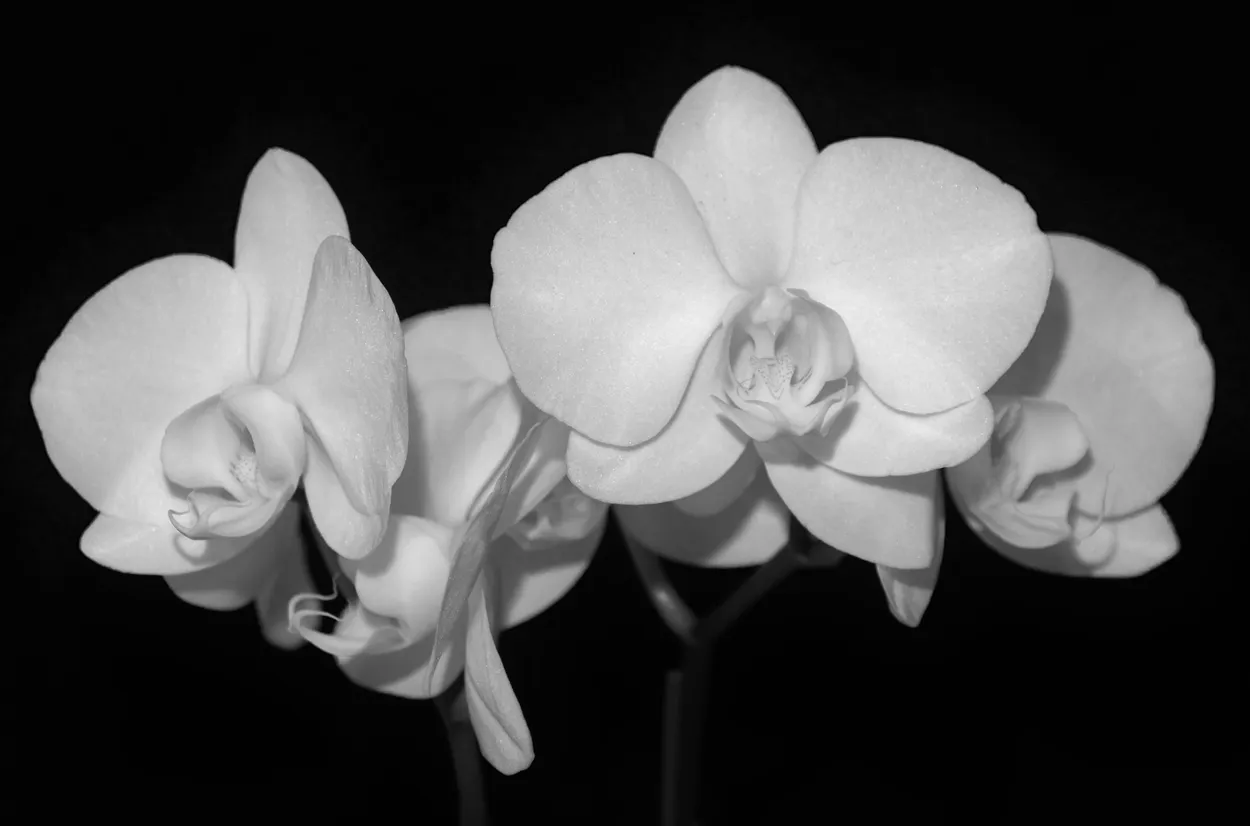 WHITE ORCHID