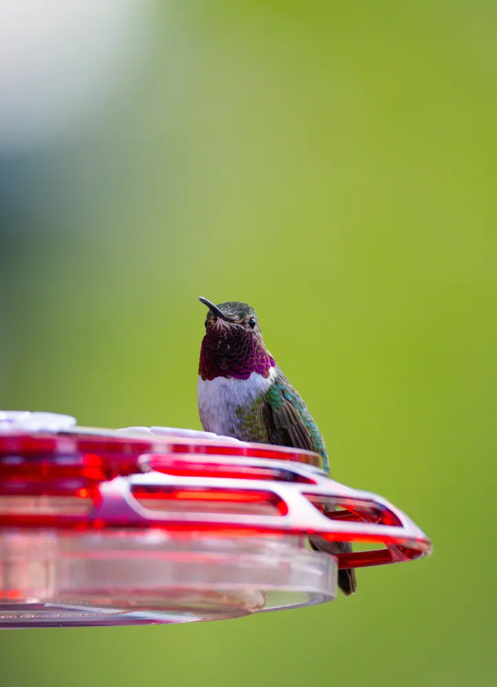 Hummingbird