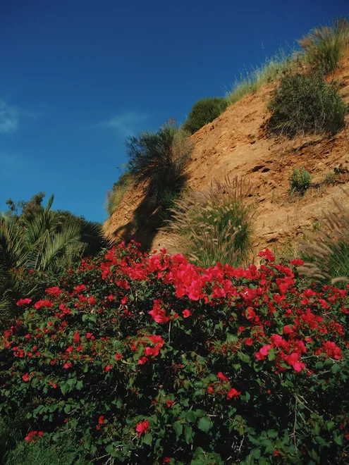 Vibrant Flowers