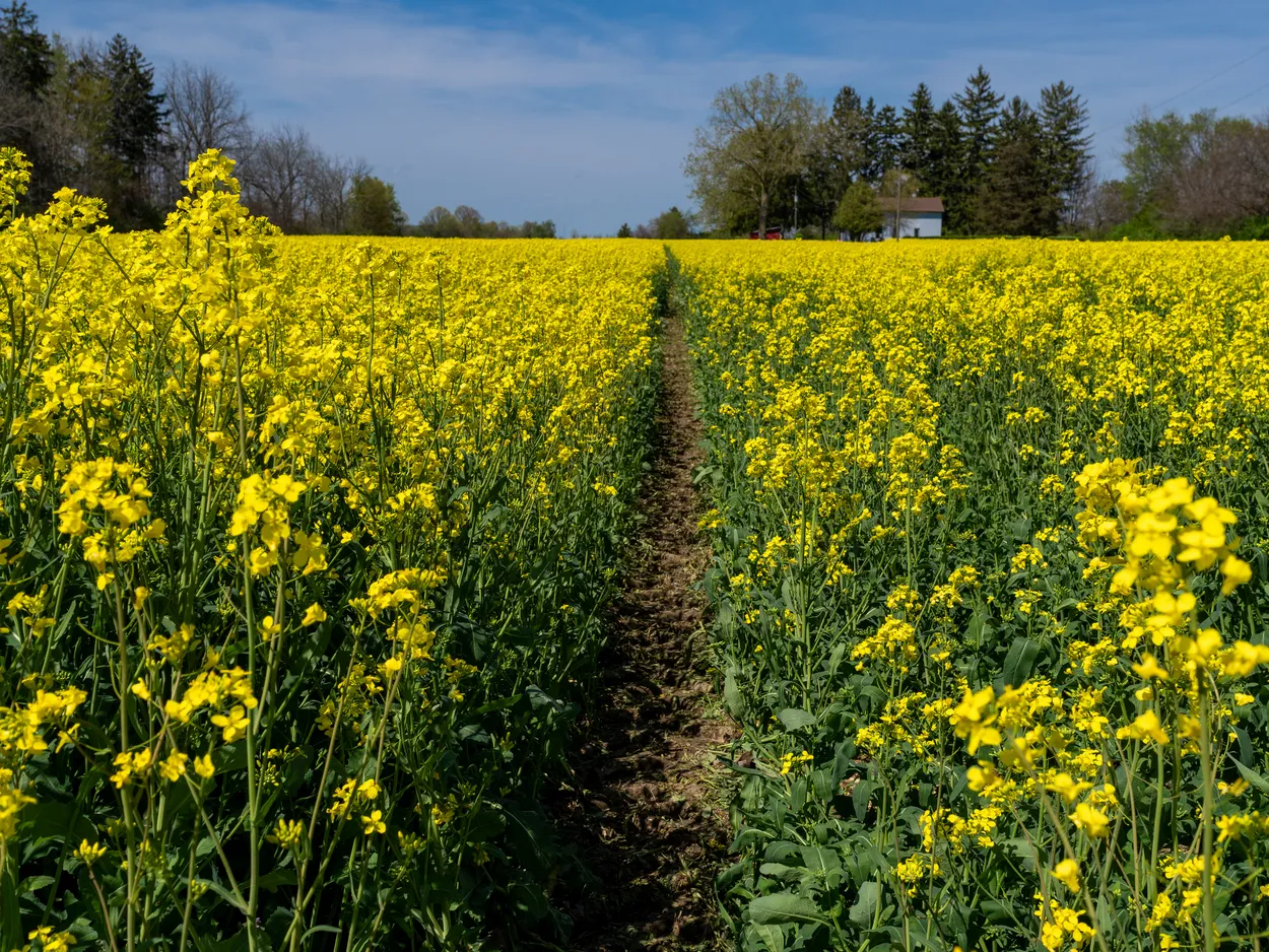 Kingsville, Ontario, Canada