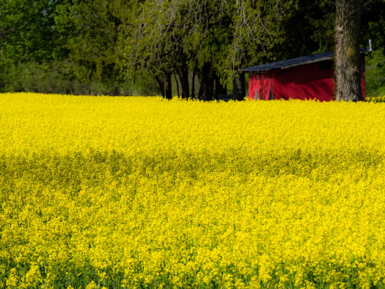 Kingsville, Ontario, Canada