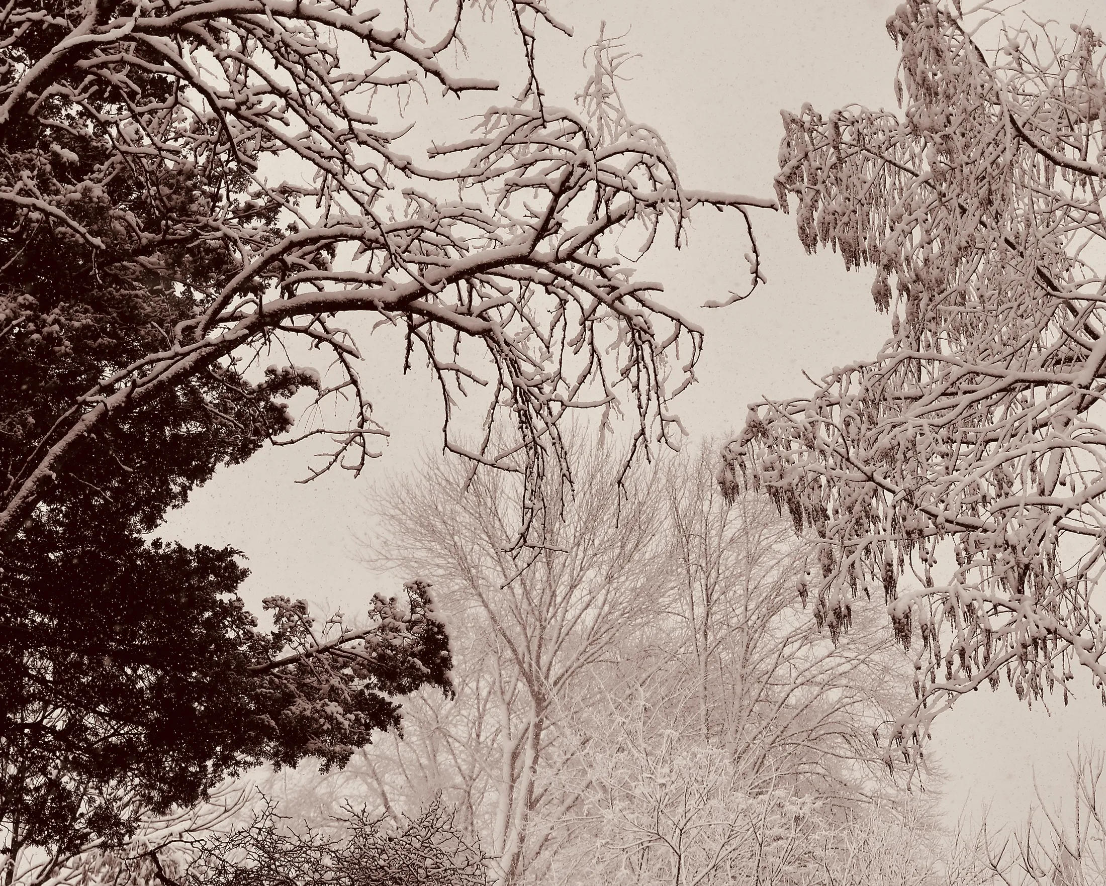 Backyard  in the  Winter