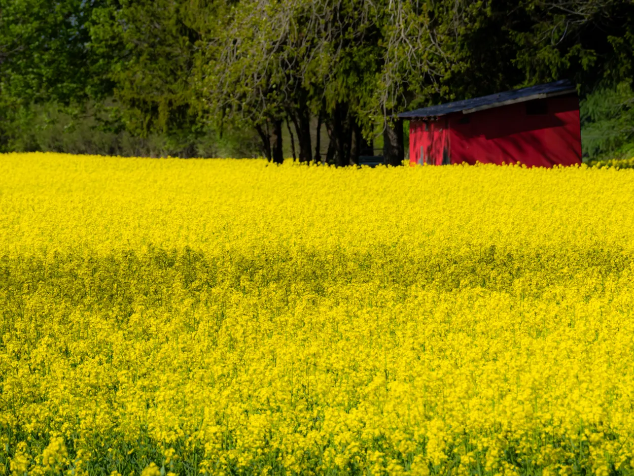 Kingsville, Ontario, Canada