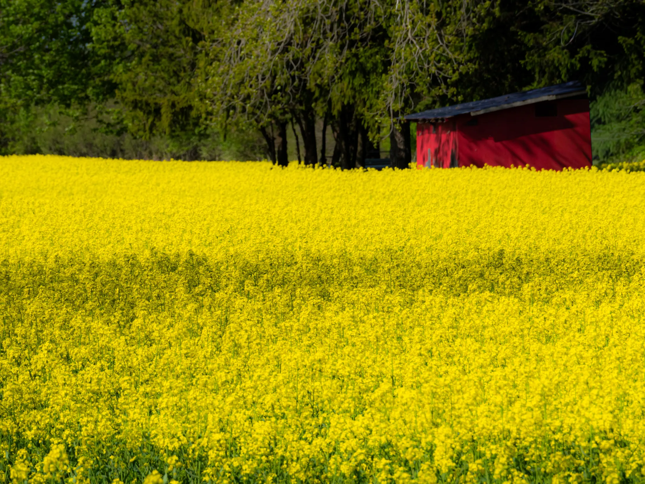 Kingsville, Ontario, Canada
