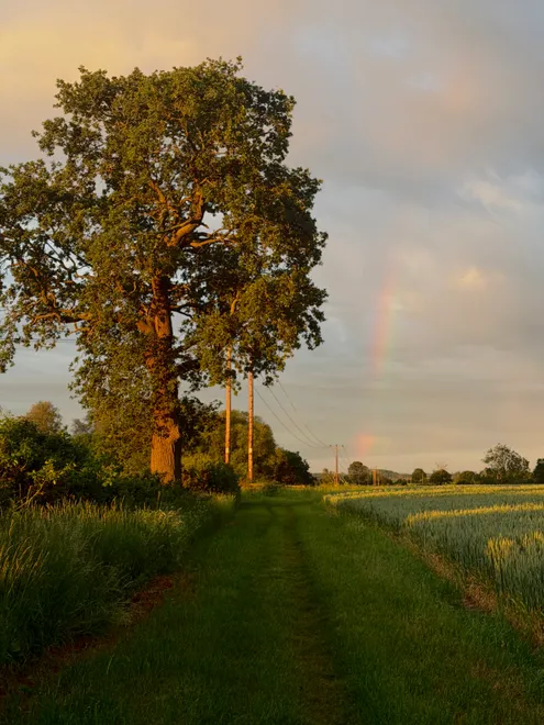 Early morning rainbow