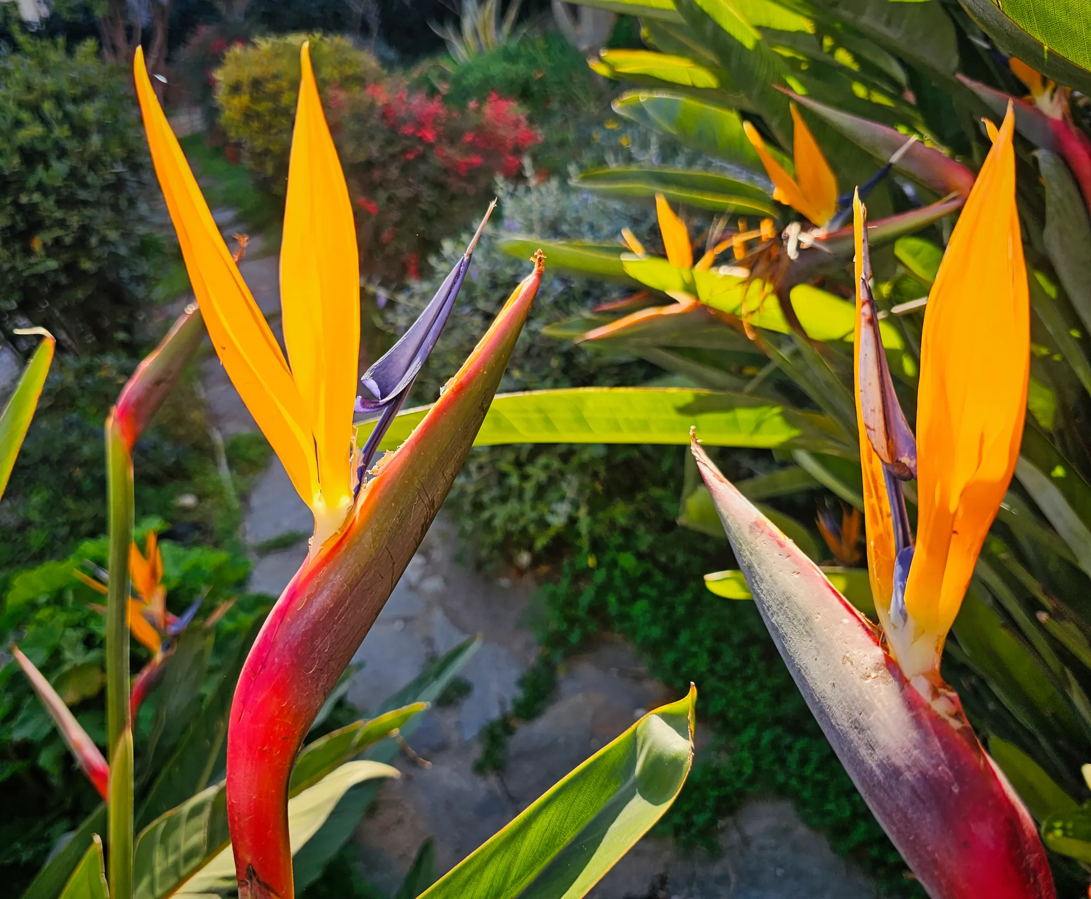 Strelitzia