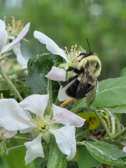 Bumblebee