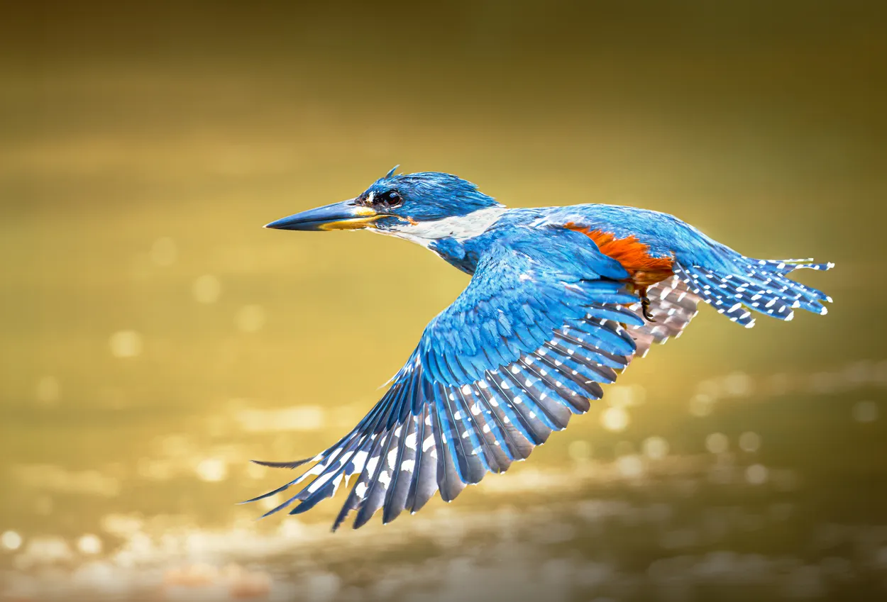 On Golden Pond