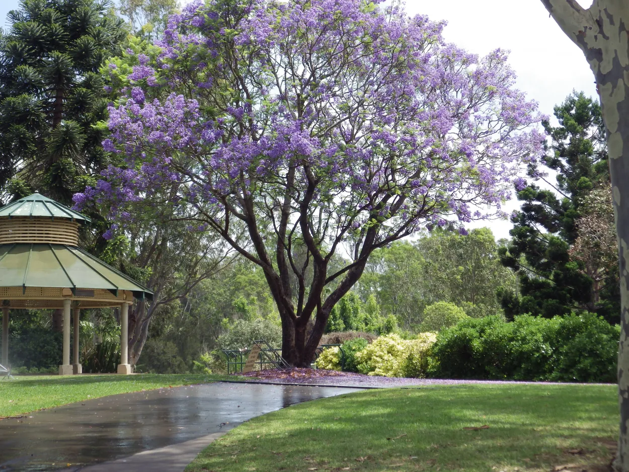 Jacaranda tree - Doonside Chinese gardens