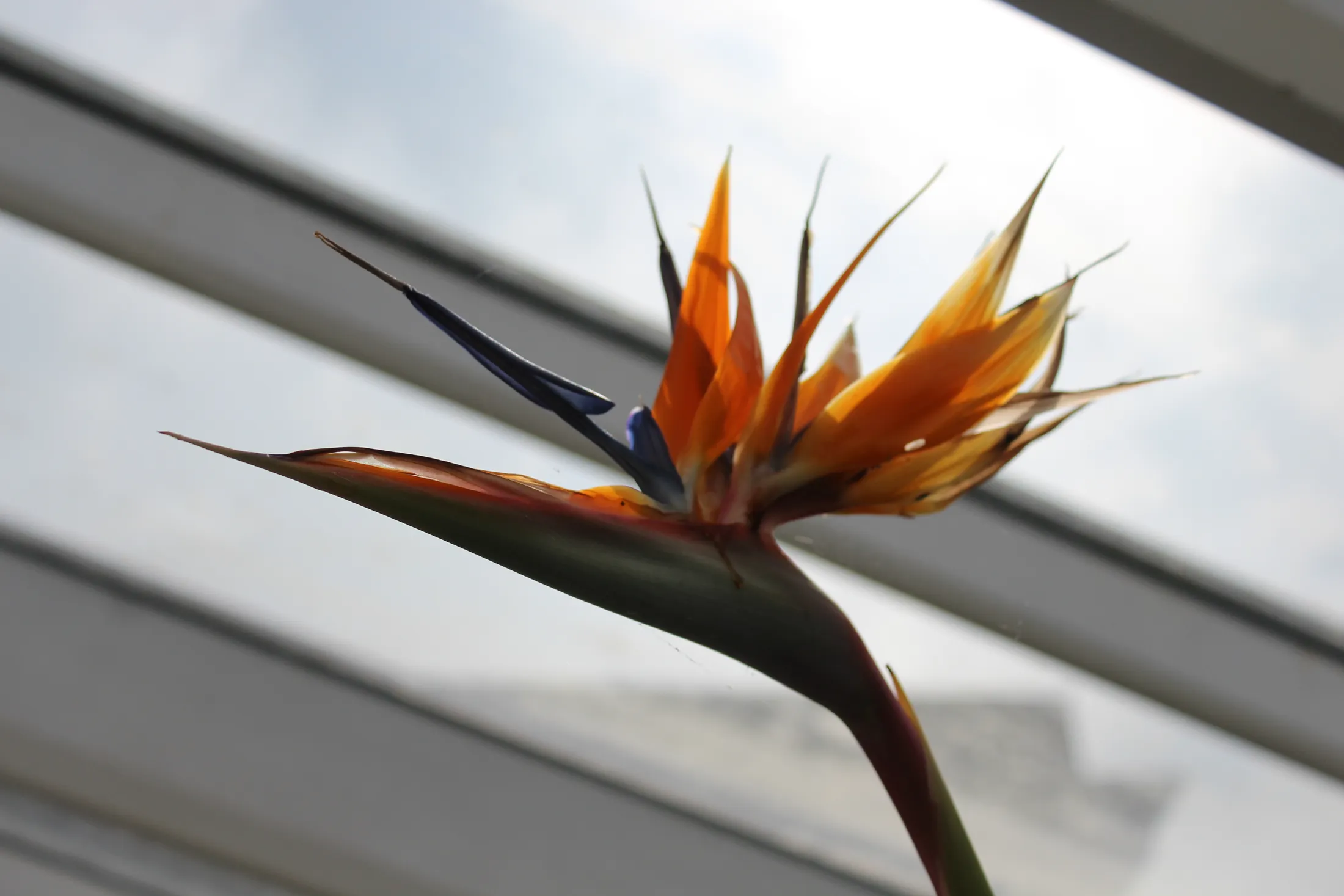 Triffid