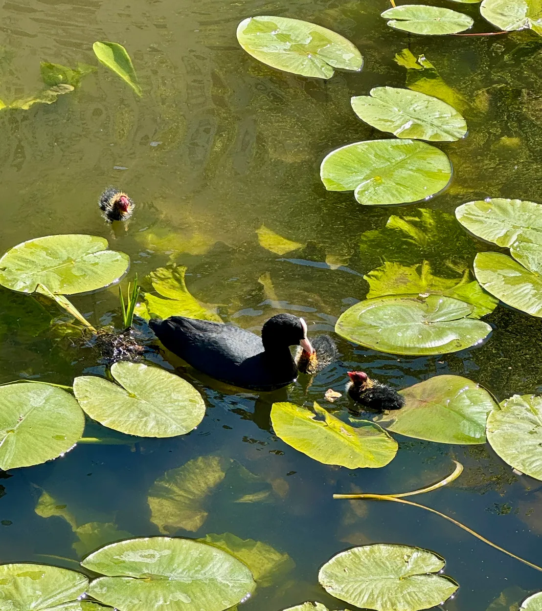 Coot Family