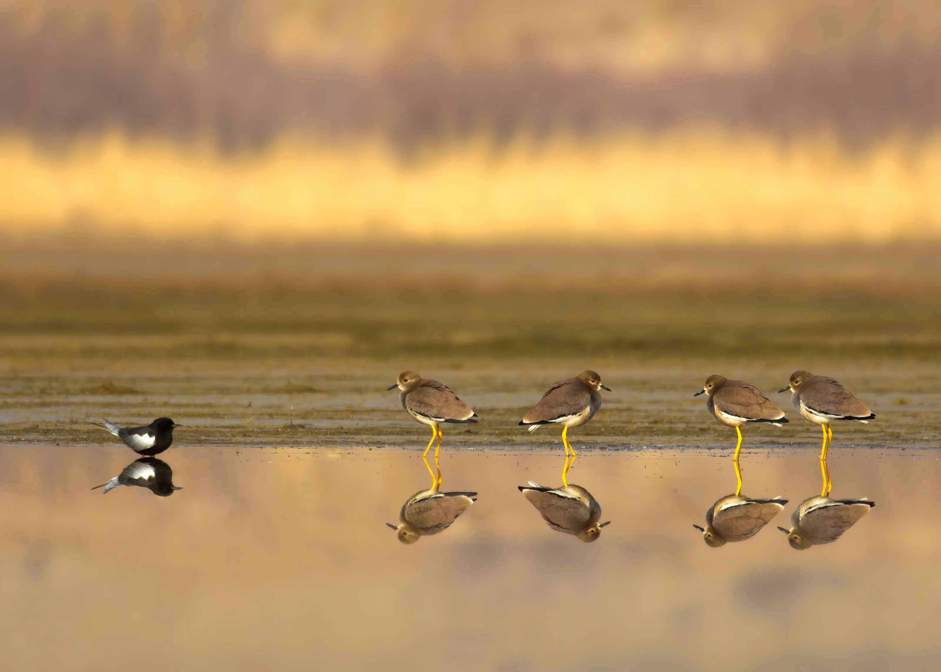 Birds (in colour)