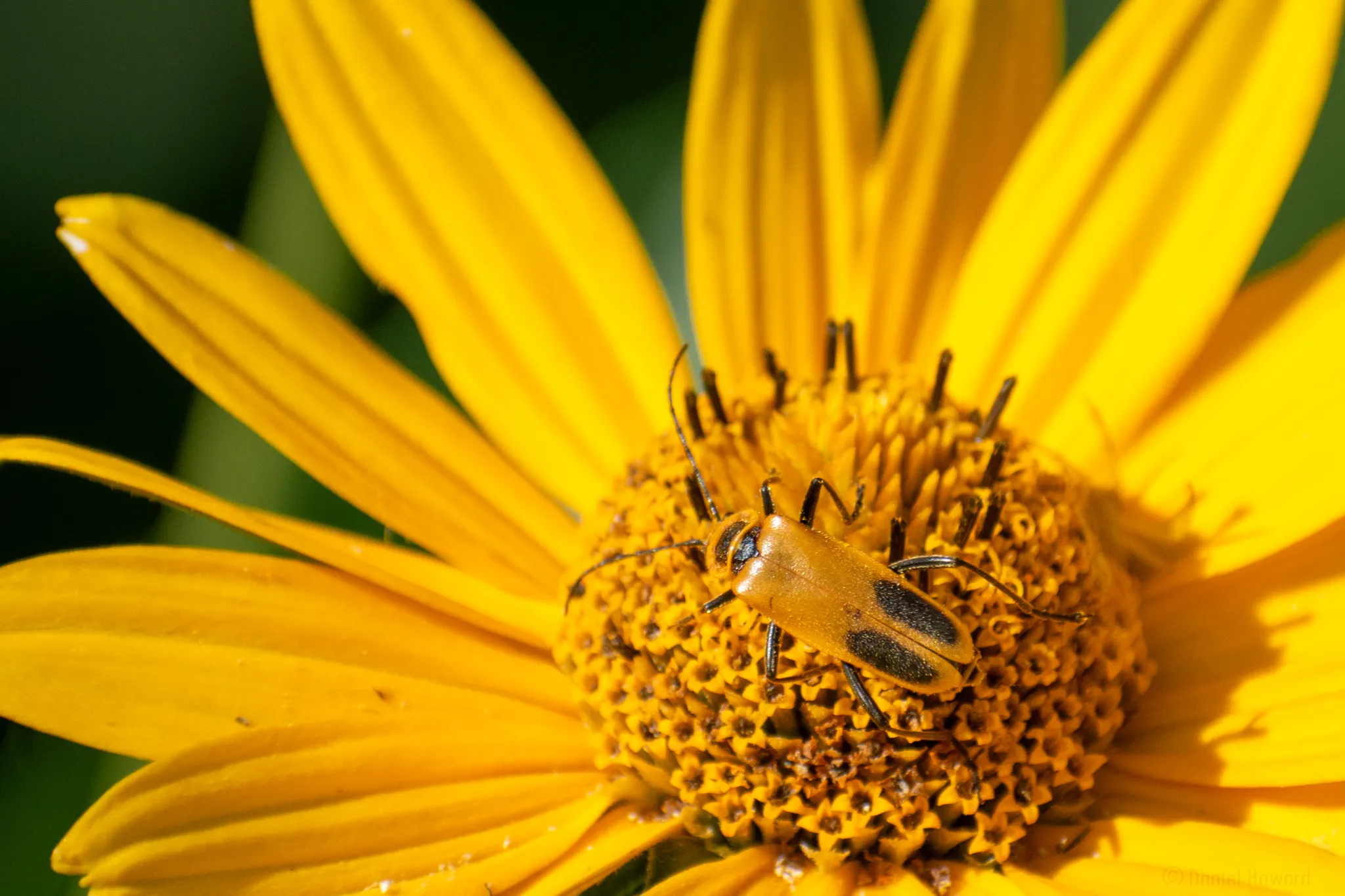Beetles (the insect)