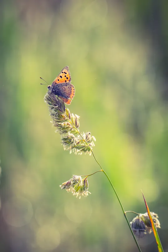 Small copper