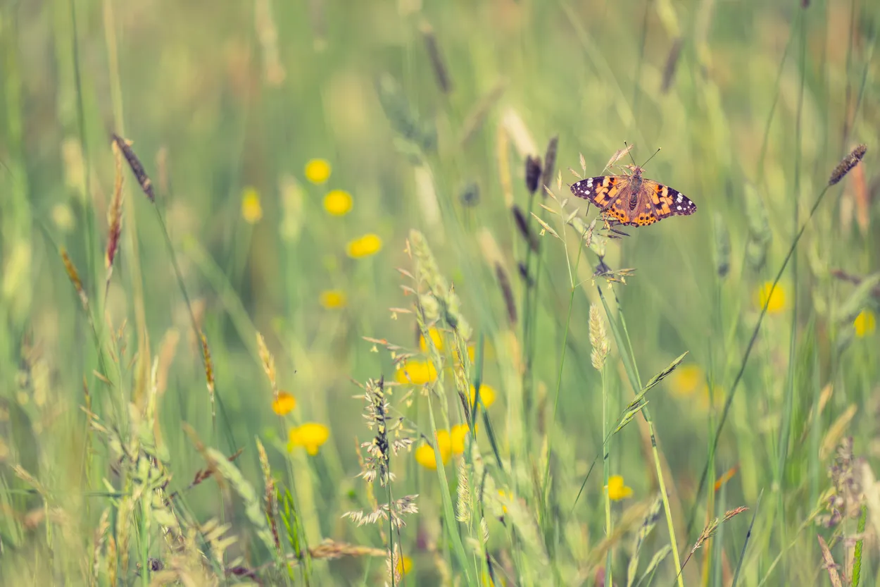 Resting in the meadow