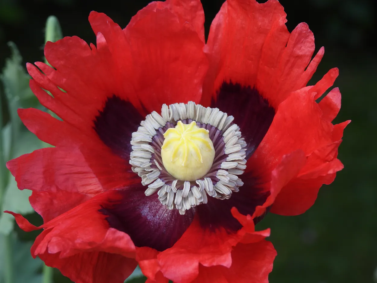 poppy love