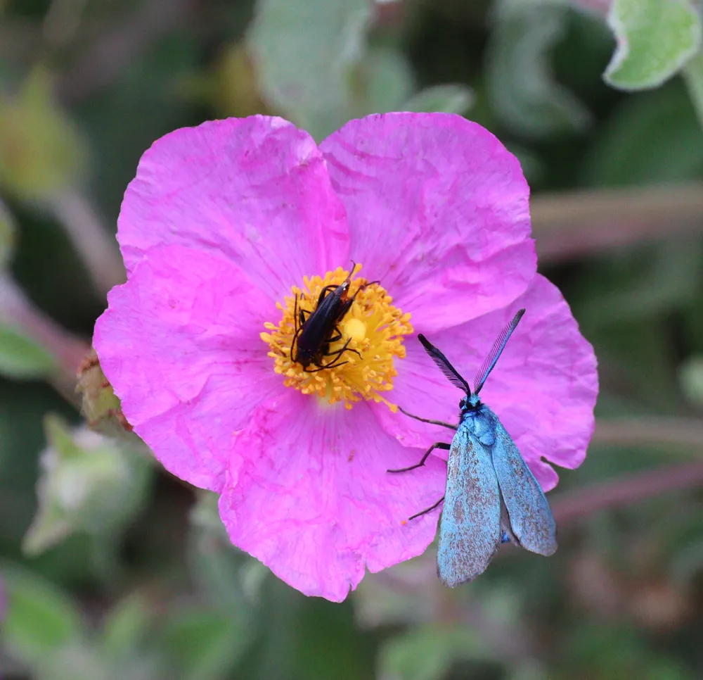 Forester Moth