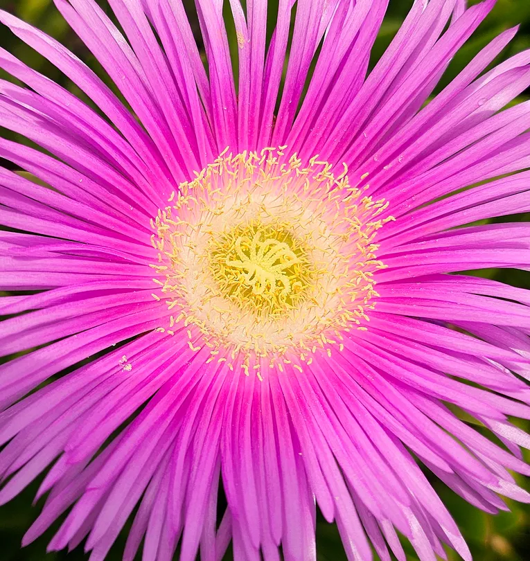Carpobrotus edulis, known as a Hottentot fig or ice plant.