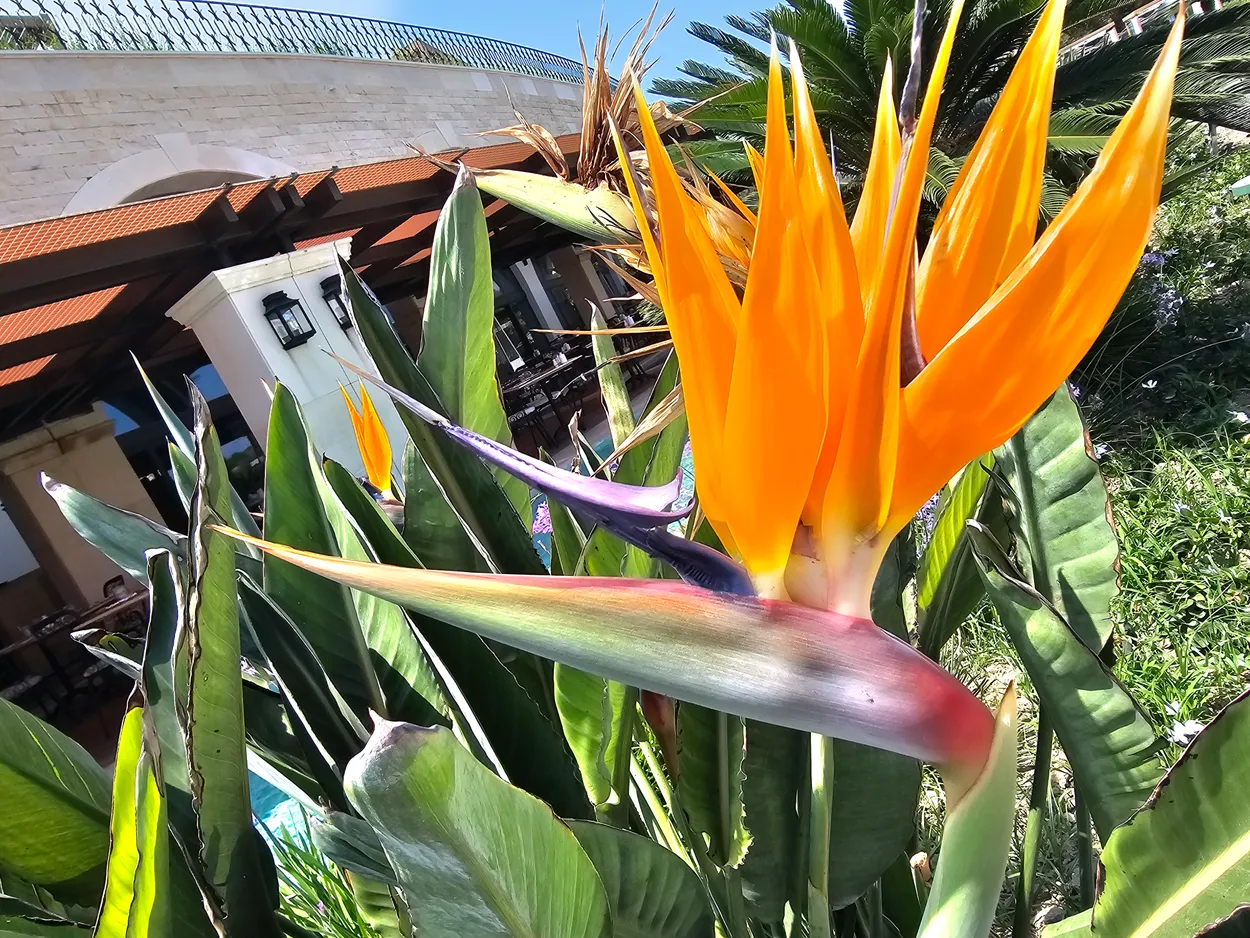 Sterilizer flower