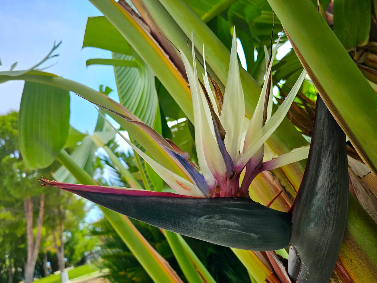 Bird of paradise flower