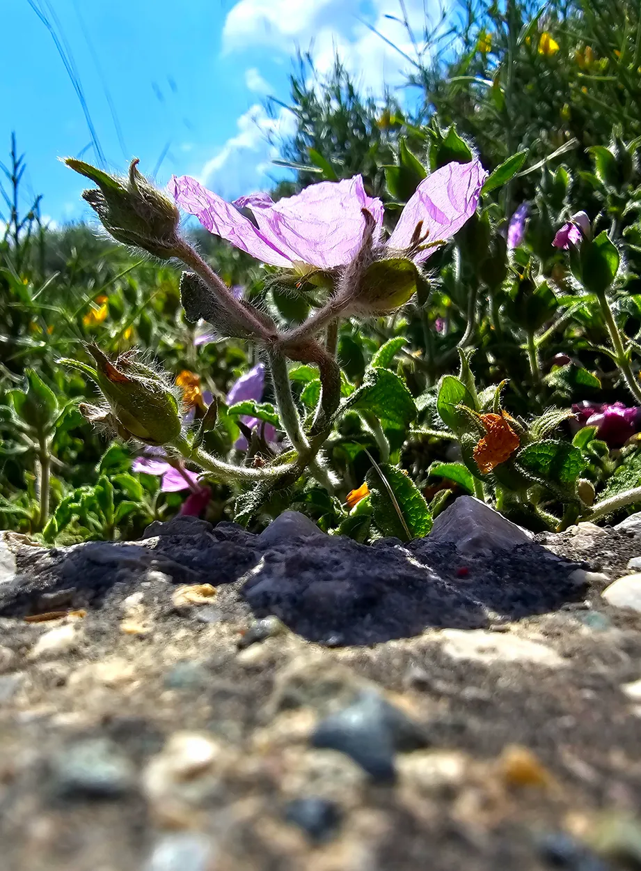 Pink rock rose