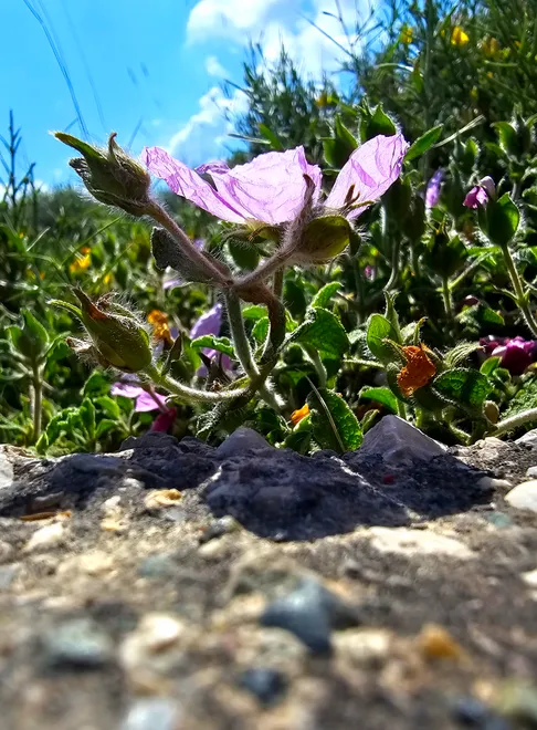 Pink rock rose