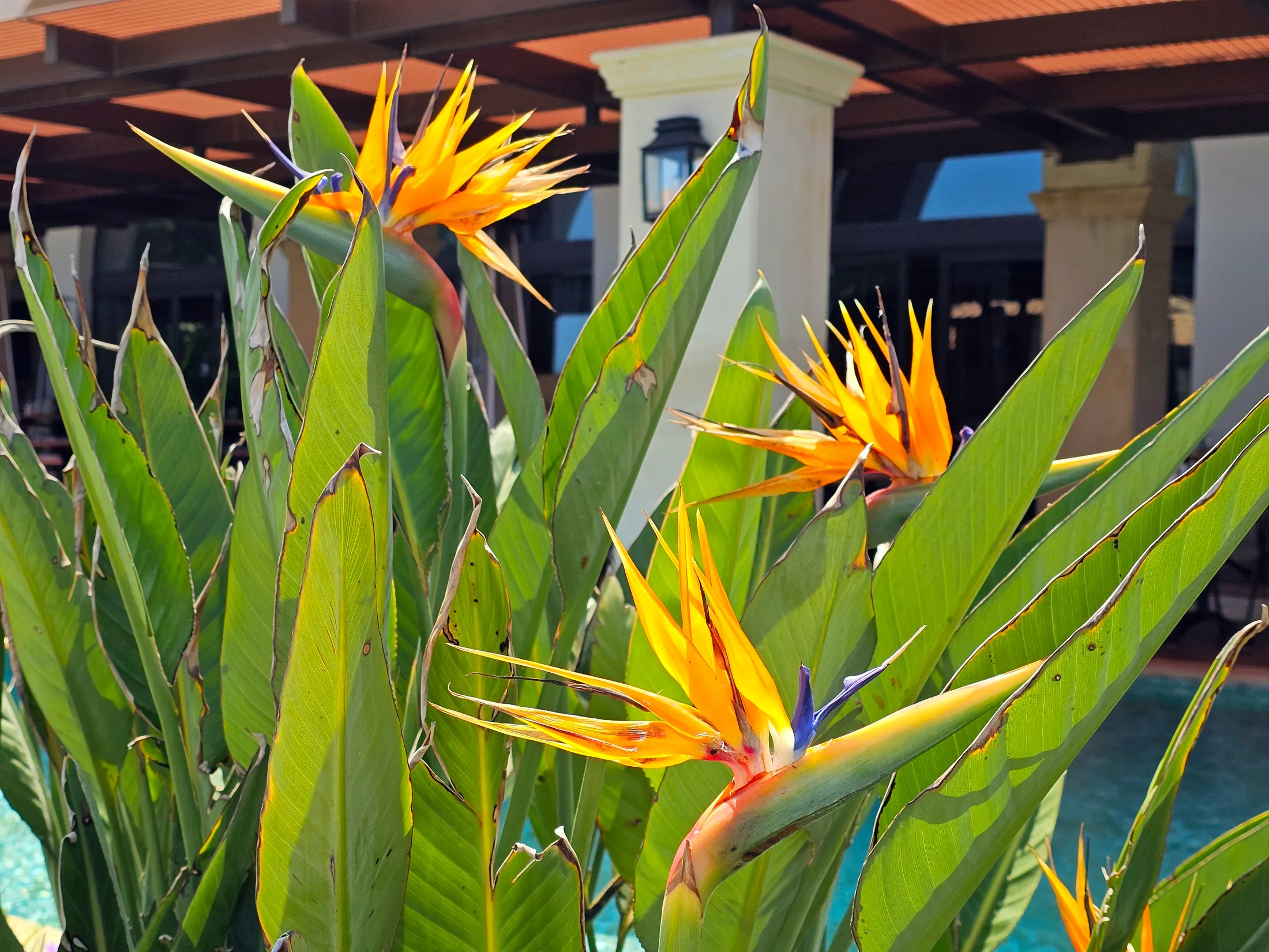 Bird of paradise flower
