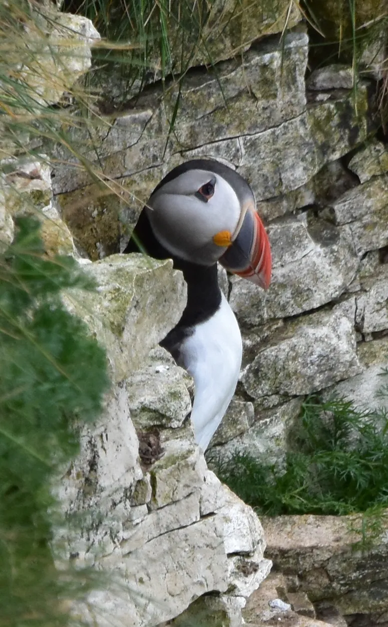 A puffin outside the burrow