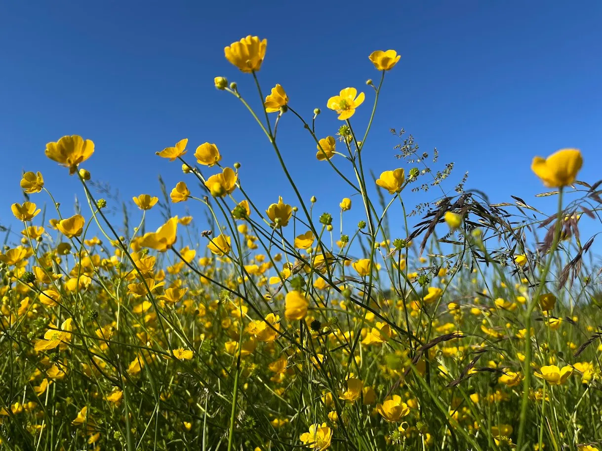 Buttercup beauty
