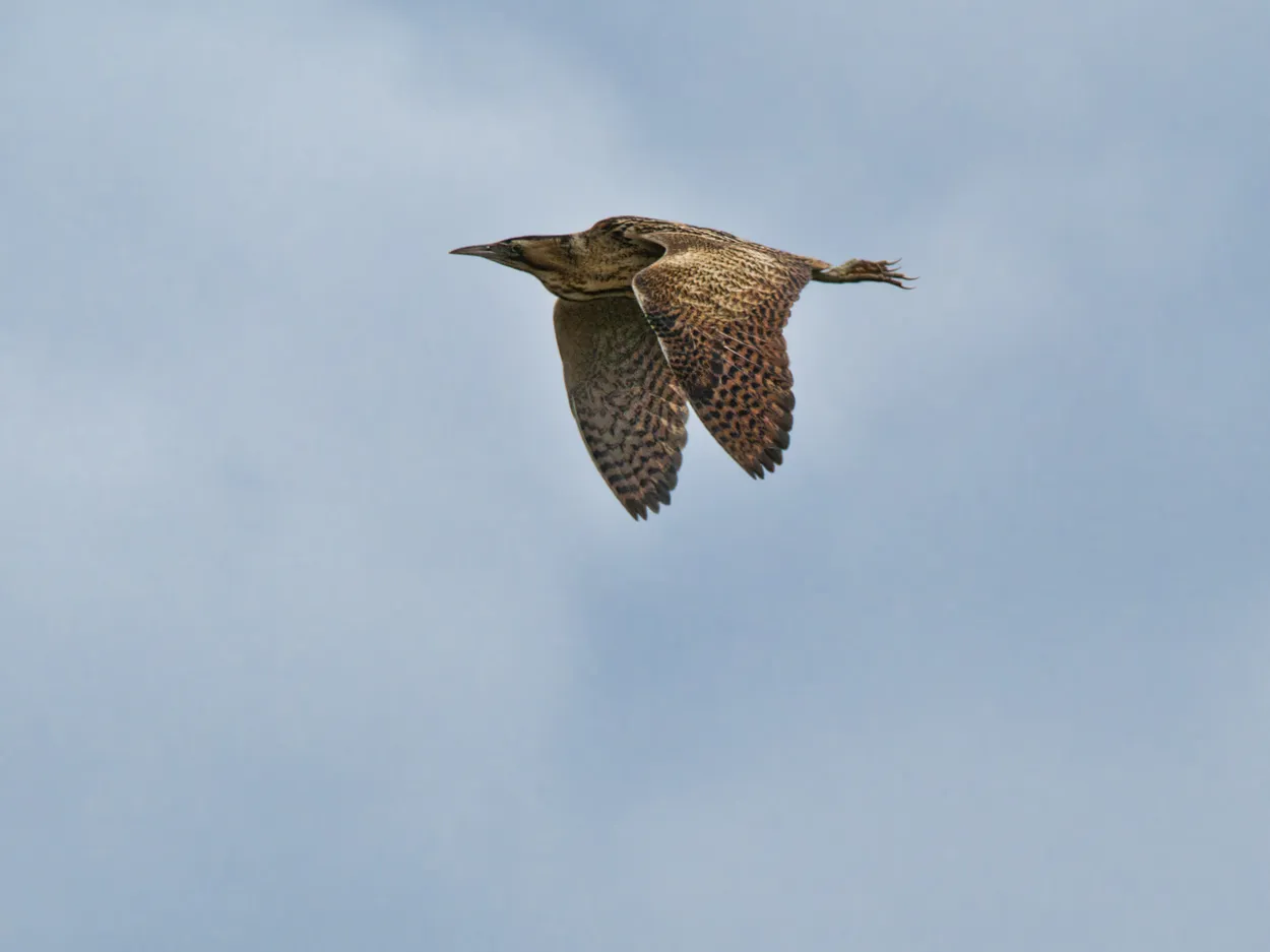 Bittern in flight