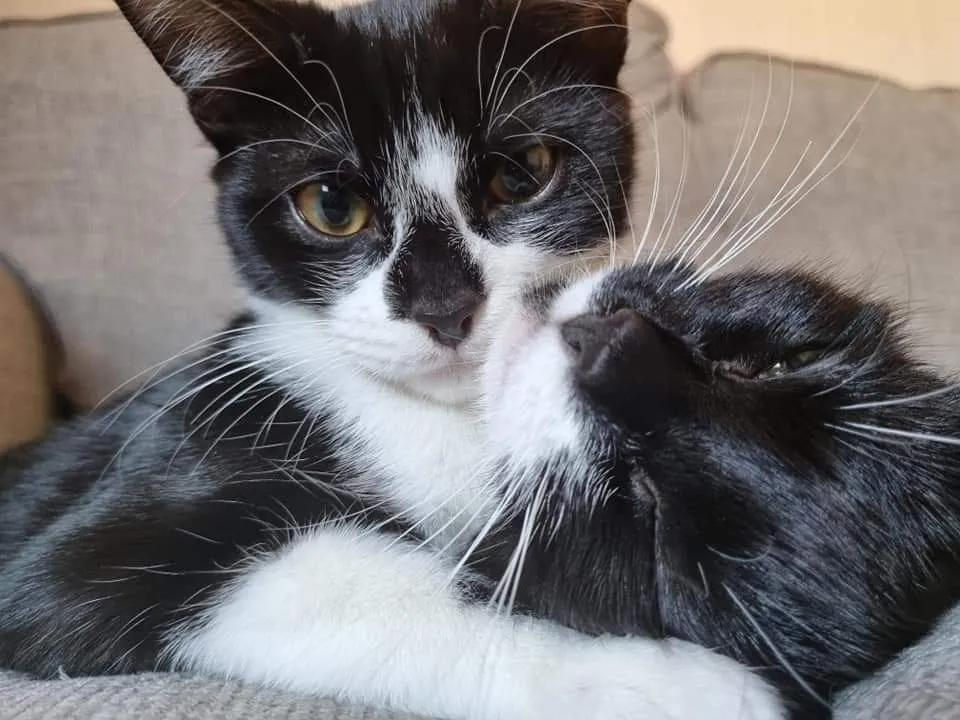 The love of a cat