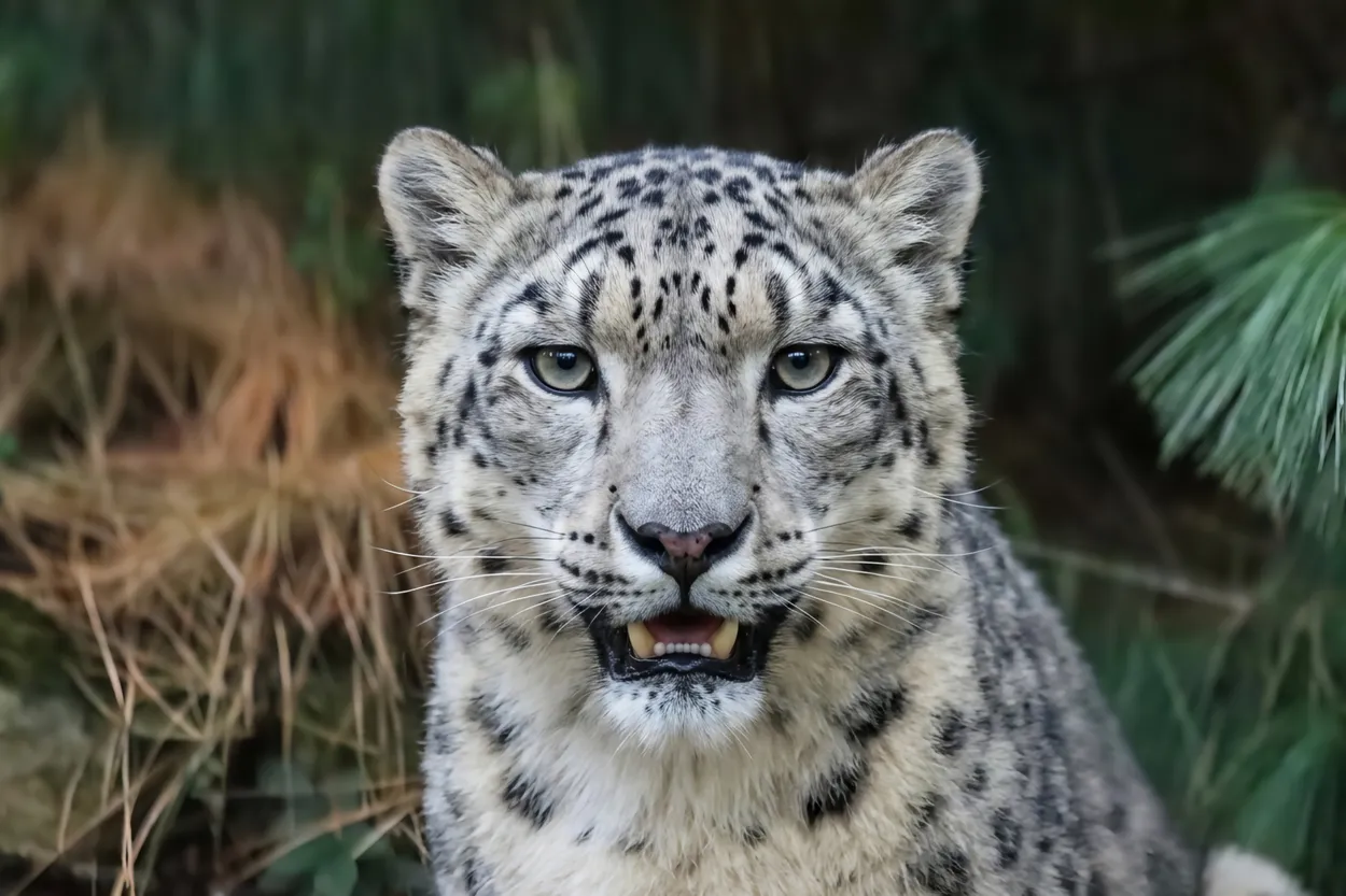 Snow Leopard