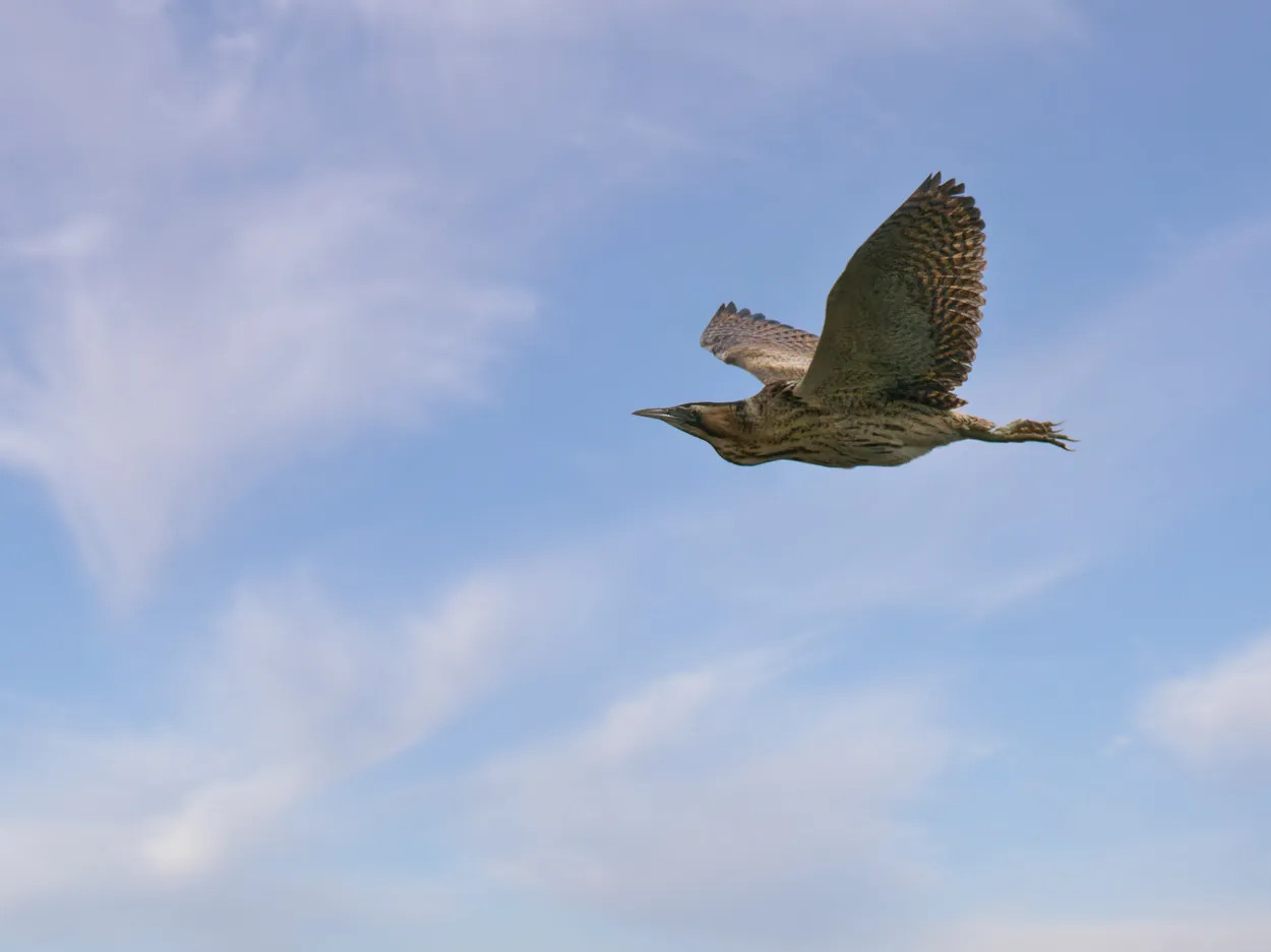 Flight of a Bittern